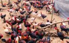 Bỉm Sơn chú trọng tiêm phòng vắc xin bảo vệ đàn vật nuôi