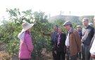 Hiệu quả từ việc chuyển đổi cơ cấu cây trồng, vật nuôi của gia đình bà Nguyễn Thị Sanh, khu phố 12, phường Bắc Sơn