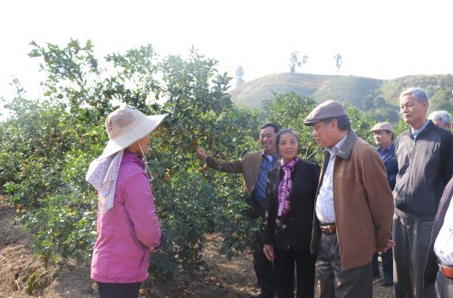 Bỉm Sơn phấn đấu đến năm 2025 tổng diện tích cây ăn quả đạt 1.180 ha.jpg