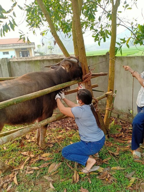 Bỉm Sơn chú trọng tiêm phòng vắc xin bảo vệ đàn vật nuôi 1.jpg