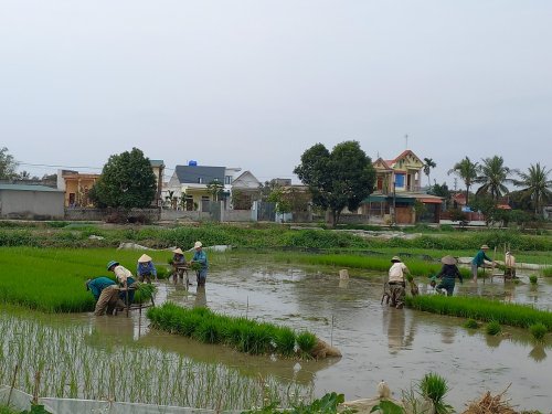 Nông dân thị xã Bỉm Sơn bám sát đồng ruộng sản xuất ngay từ đầu xuân