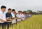 Hội nghị  đầu bờ giống lúa mới ST 25  trồng khảo nghiệm tại phường Đông Sơn