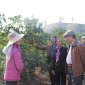 Hiệu quả từ việc chuyển đổi cơ cấu cây trồng, vật nuôi của gia đình bà Nguyễn Thị Sanh, khu phố 12, phường Bắc Sơn