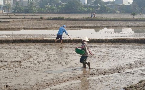 Phường Đông Sơn sẵn sàng cho công tác khảo nghiệm giống lúa mới.