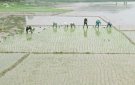 Nông dân Bỉm Sơn, vui Xuân, đón Tết nhưng không quên nhiệm vụ sản xuất vụ Chiêm Xuân 2020