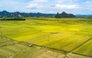 Bỉm Sơn thực hiện tích tụ, tập trung đất đai để phát triển nông nghiệp quy mô lớn, công nghệ cao năm 2020