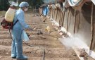 Tập trung triển khai quyết liệt, đồng bộ các giải pháp phòng chống dịch Cúm gia cầm trên gia cầm và ở người trên địa bàn thị xã Bỉm Sơn