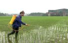 Thực hiện các biện pháp phòng trừ sâu bệnh cho cây trồng vụ Chiêm Xuân 2020
