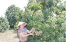 Thị xã Bỉm Sơn phát triển các mô hình sản xuất nông nghiệp quy mô lớn
