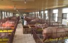 Công tác phòng chống dịch tả lợn Châu Phi ở thị xã Bỉm Sơn.