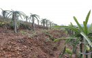 Thị xã Bỉm Sơn nâng cao hiệu quả kinh tế vườn, đồi