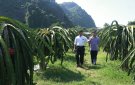 Thị xã Bỉm Sơn: Phát triển cây thanh long ruột đỏ 