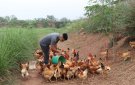 Chàng kỹ sư điện bỏ phố về quê nuôi gà