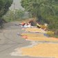  Ngăn ngừa tình trạng người dân tuốt lúa, phơi nông sản trên các tuyến đường bộ.