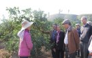 Bỉm Sơn phấn đấu đến năm 2025 tổng diện tích cây ăn quả đạt 1.180 ha.