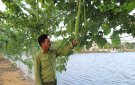 Kế hoạch thực hiện “Đề án nâng cao năng lực quản lý chất lượng an toàn thực phẩm tại các cơ sở sản xuất, kinh doanh nông lâm thuỷ sản trên địa bàn tỉnh Thanh Hoá giai đoạn 2021 – 2025” năm 2024.