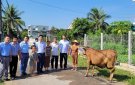 Hội Nông dân thị xã Bỉm Sơn trao tặng con giống cho hội viên nghèo.